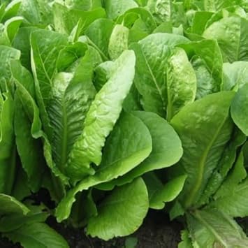 Romaine Vegetable Seeds for Planting - 100 pcs